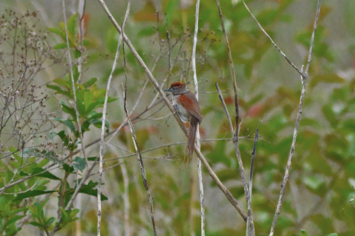 Pale-breasted Spinetail - ML270546021