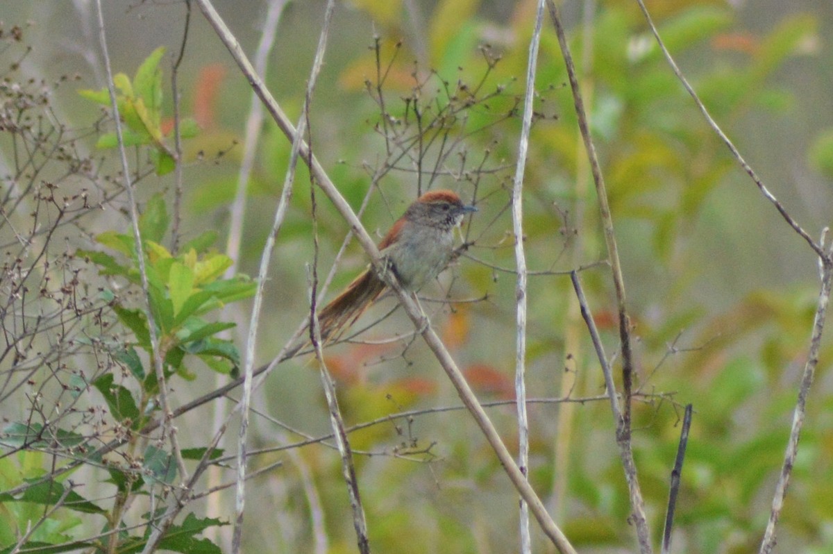 Pale-breasted Spinetail - ML270546031
