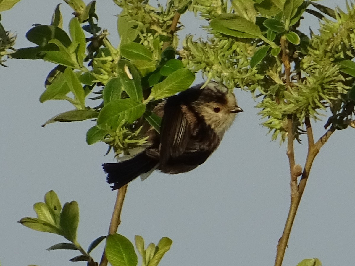 Long-tailed Tit - James Court