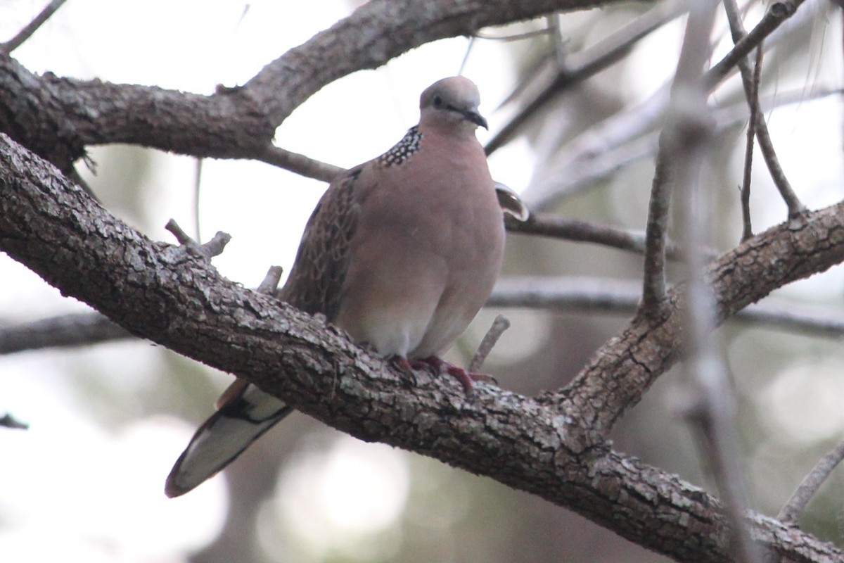 Spotted Dove - ML270548011