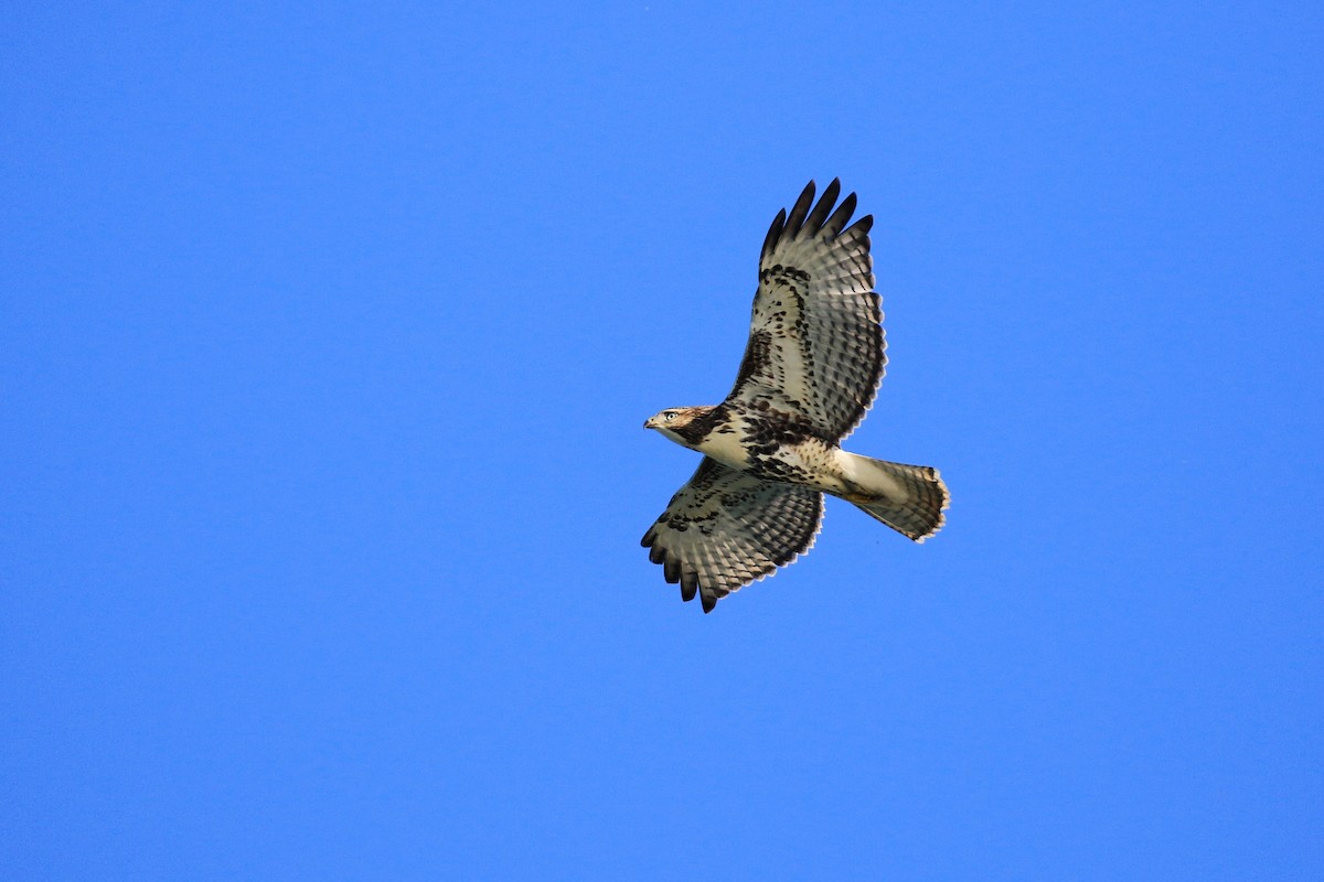 Red-tailed Hawk - Denis Tétreault