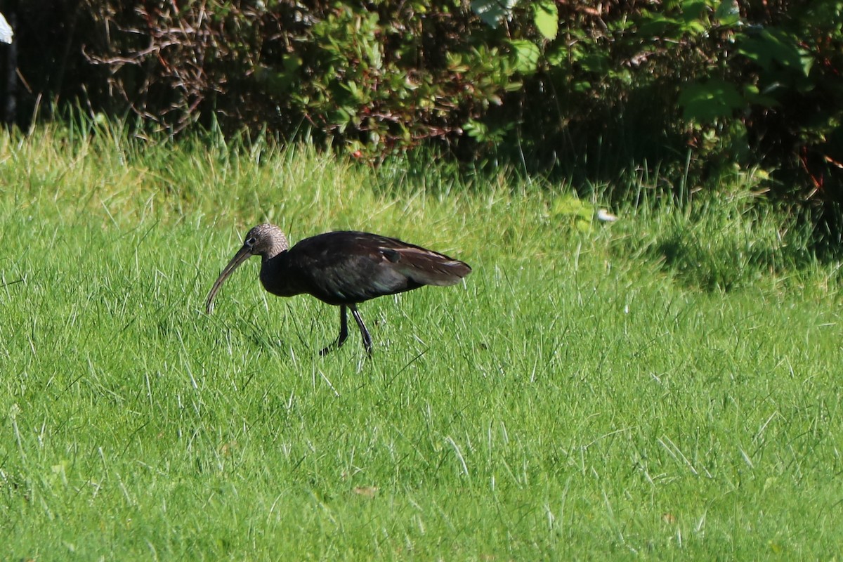 Glossy Ibis - Fred & Colleen Wood