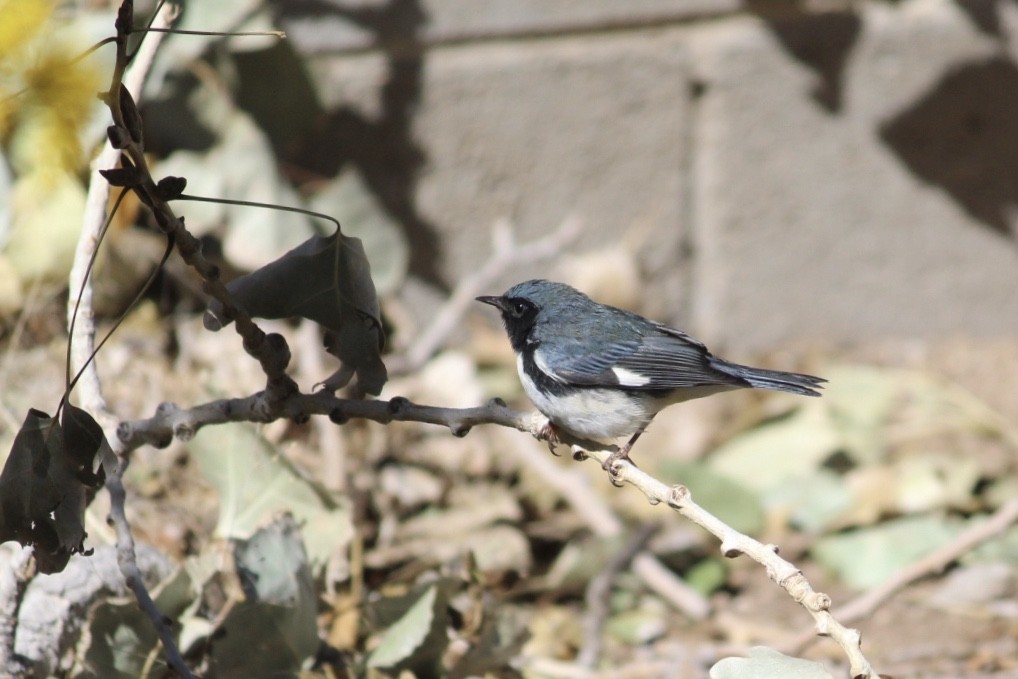 Black-throated Blue Warbler - ML270557931