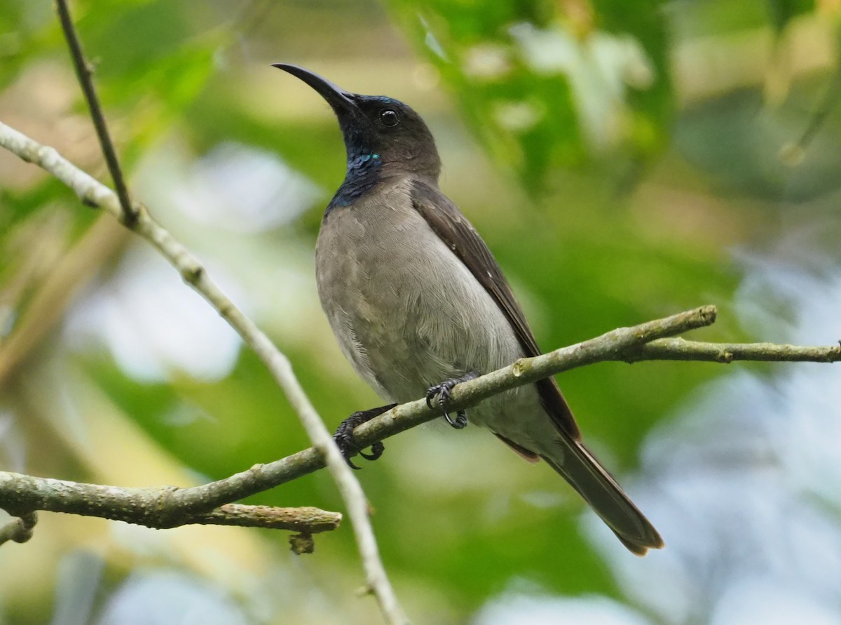 Blue-throated Brown Sunbird - ML270559361