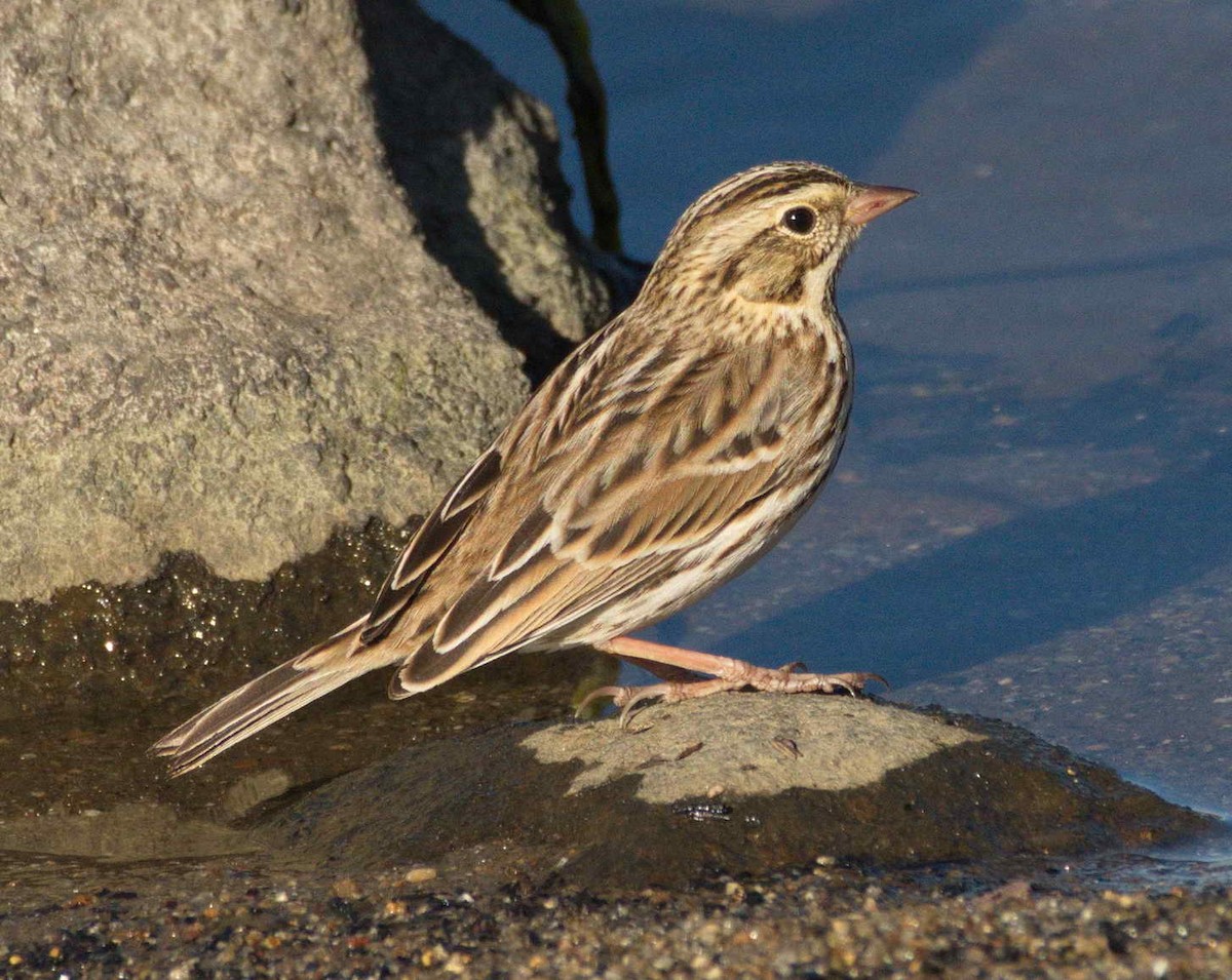 Savannah Sparrow - DAB DAB