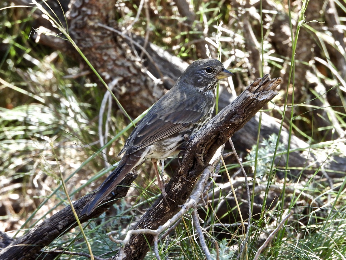 Fox Sparrow (Slate-colored) - ML270569851