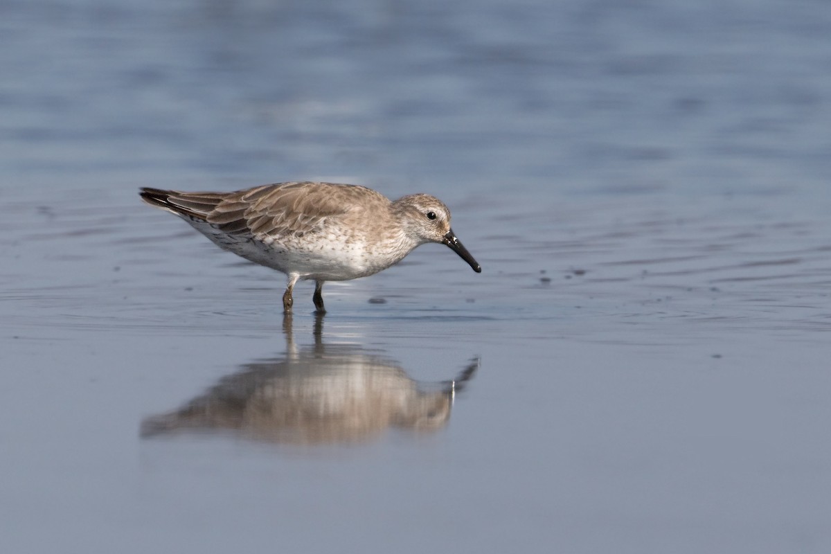 Red Knot - ML270571221
