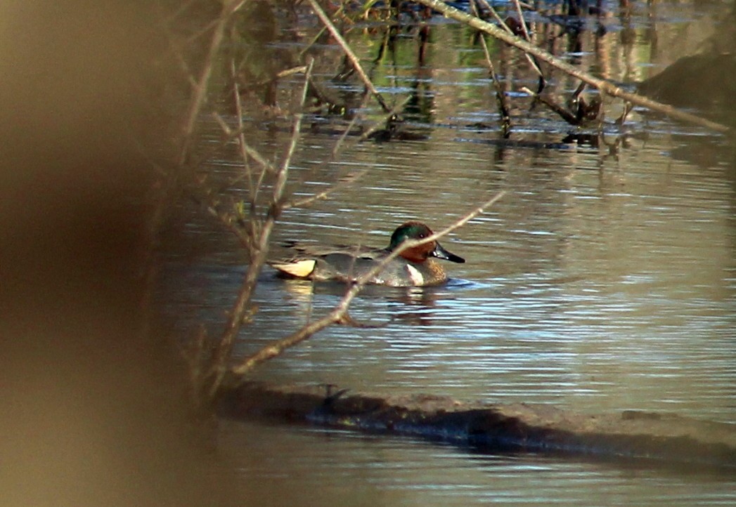 Green-winged Teal - ML27057161