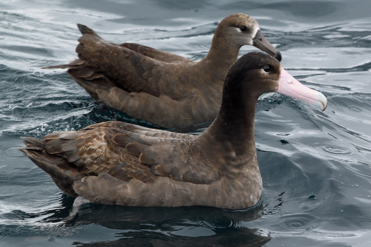 Short-tailed Albatross - Richard Hubacek