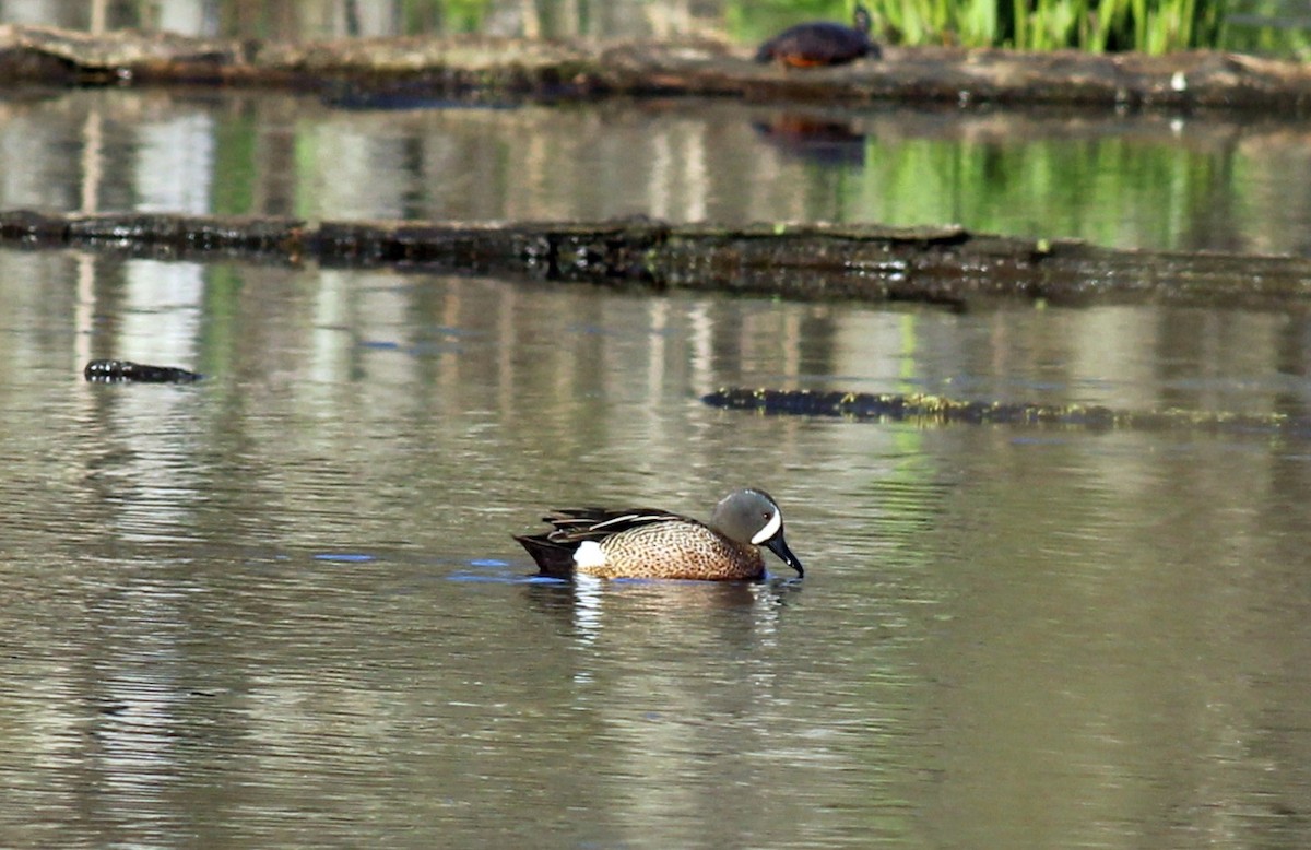 Blue-winged Teal - ML27057231