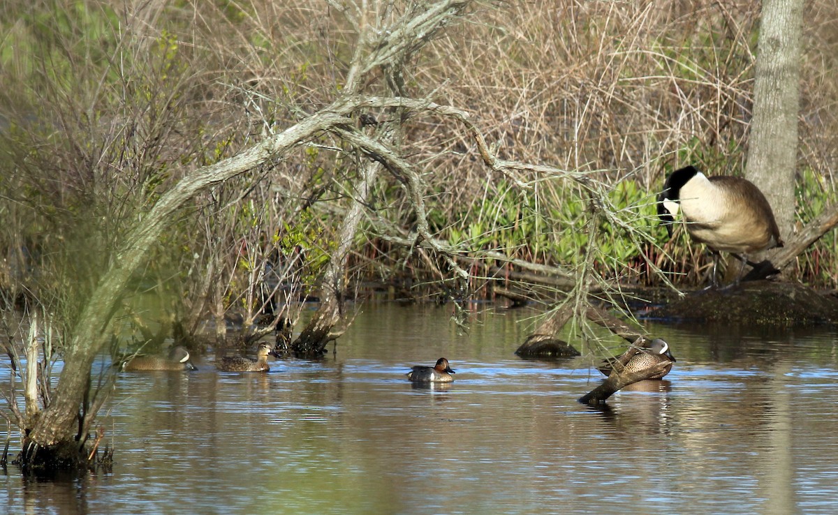 Green-winged Teal - ML27057311