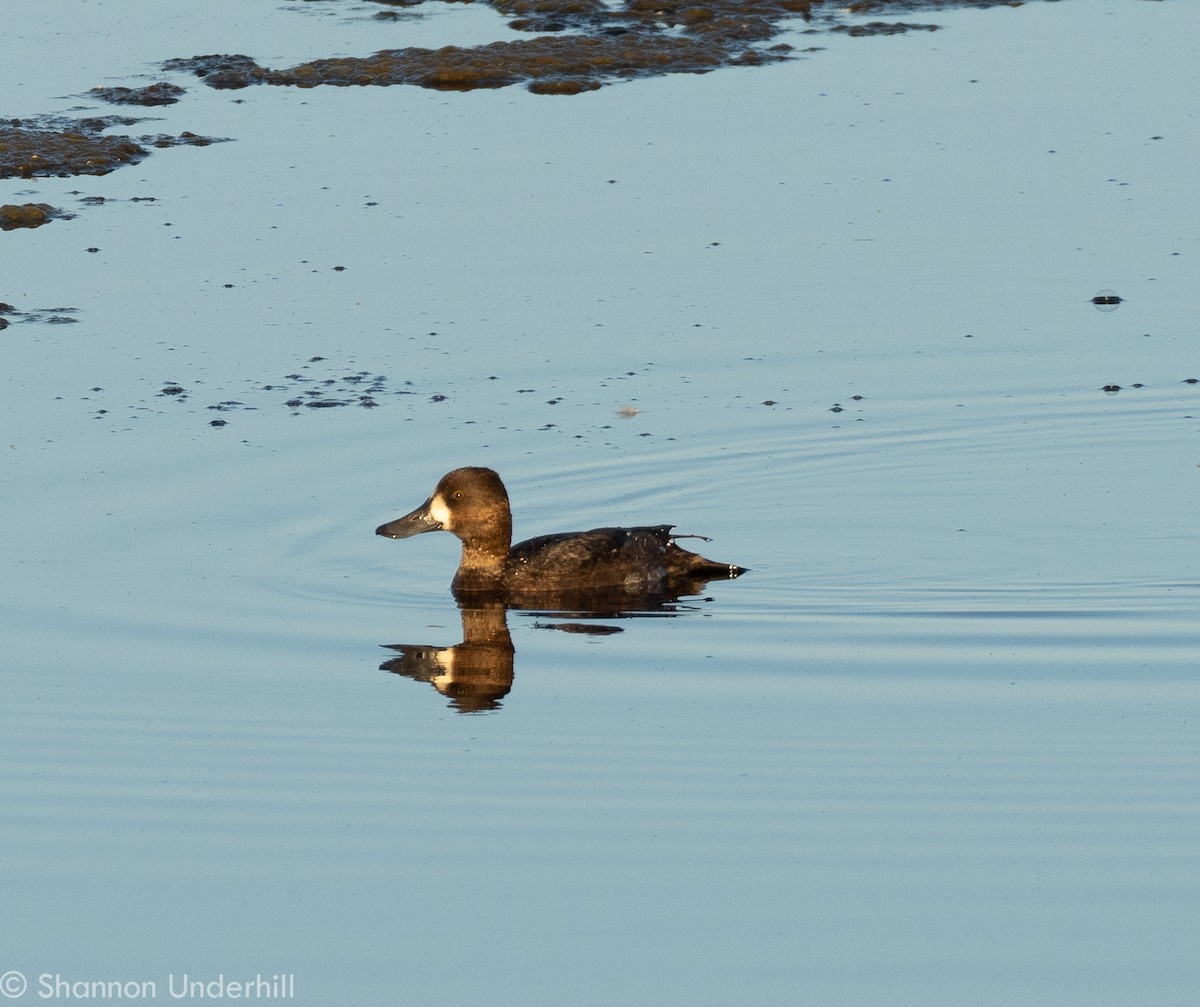 Greater Scaup - Shannon Underhill