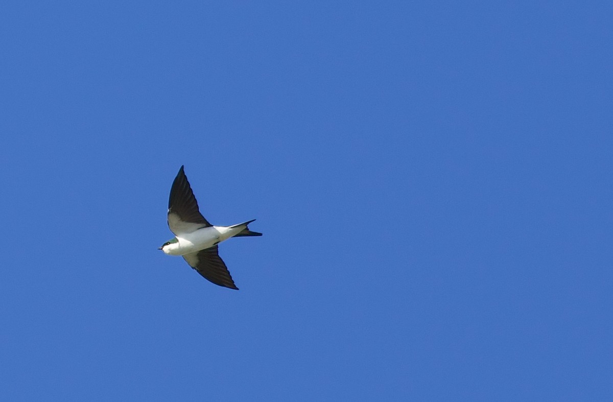 Bahama Swallow - ML270576051