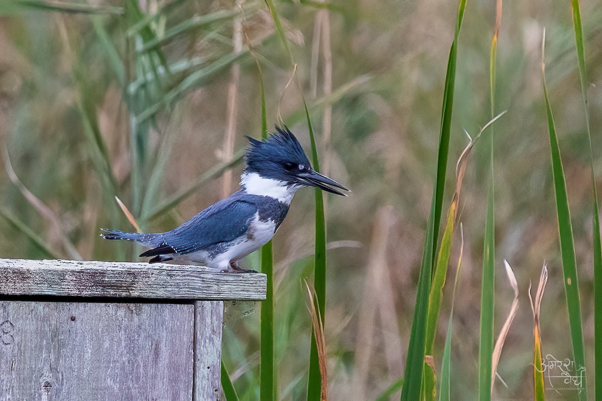 Belted Kingfisher - ML270576121