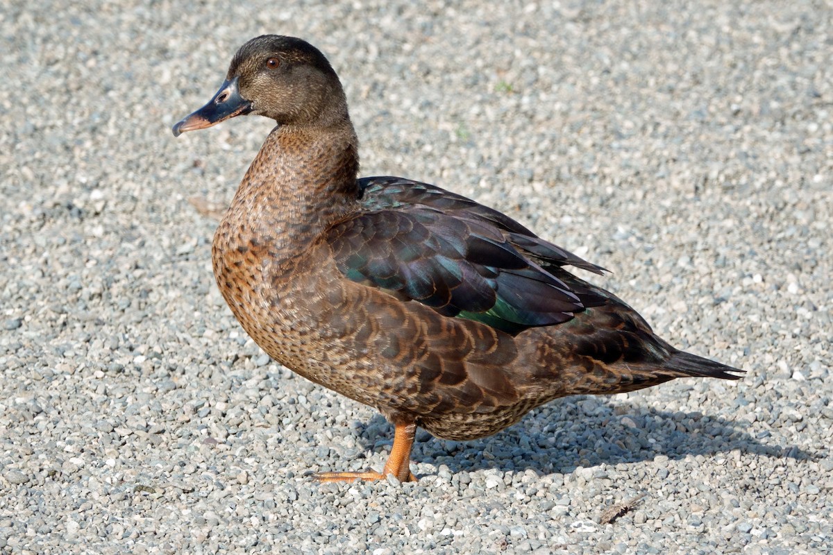 Muscovy Duck x Mallard (hybrid) - Carl Haynie