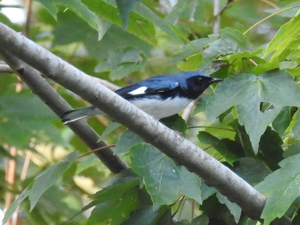 Black-throated Blue Warbler - Jeffrey Gammon