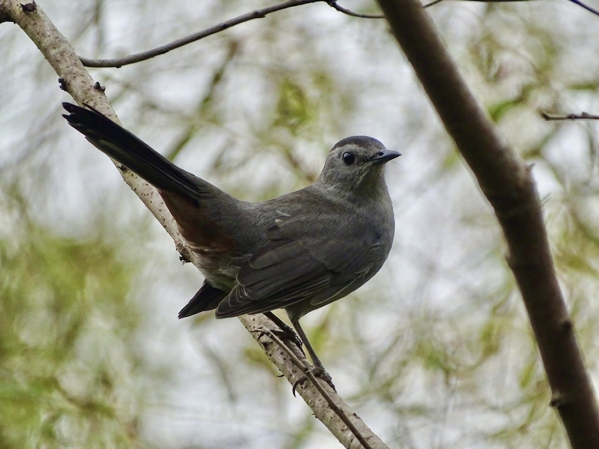 Gray Catbird - Fleeta Chauvigne