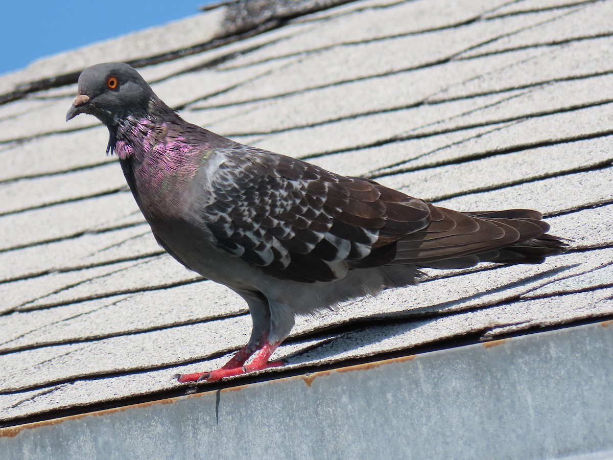 Rock Pigeon (Feral Pigeon) - Kevin Christman
