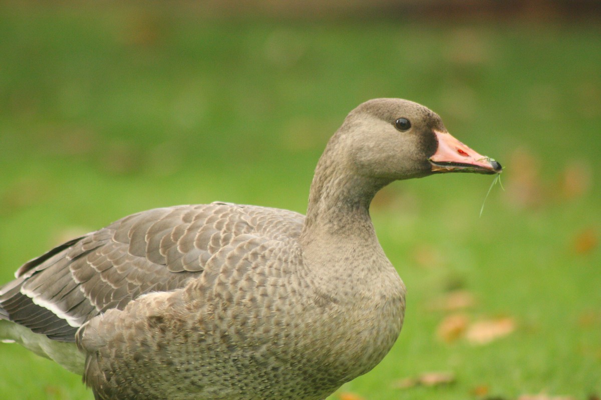 Greater White-fronted Goose - ML270587871