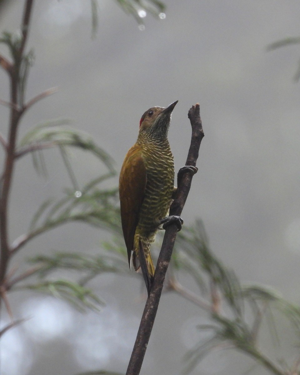 Golden-olive Woodpecker - grete pasch
