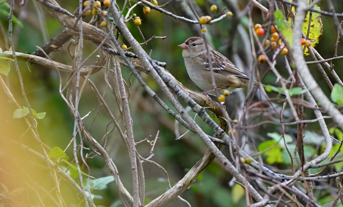 White-crowned Sparrow - John Daniel
