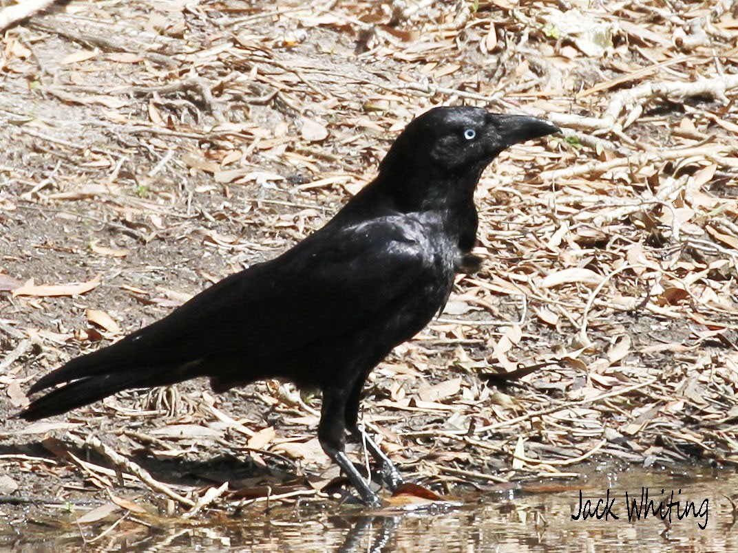 Torresian Crow - Jack Whiting