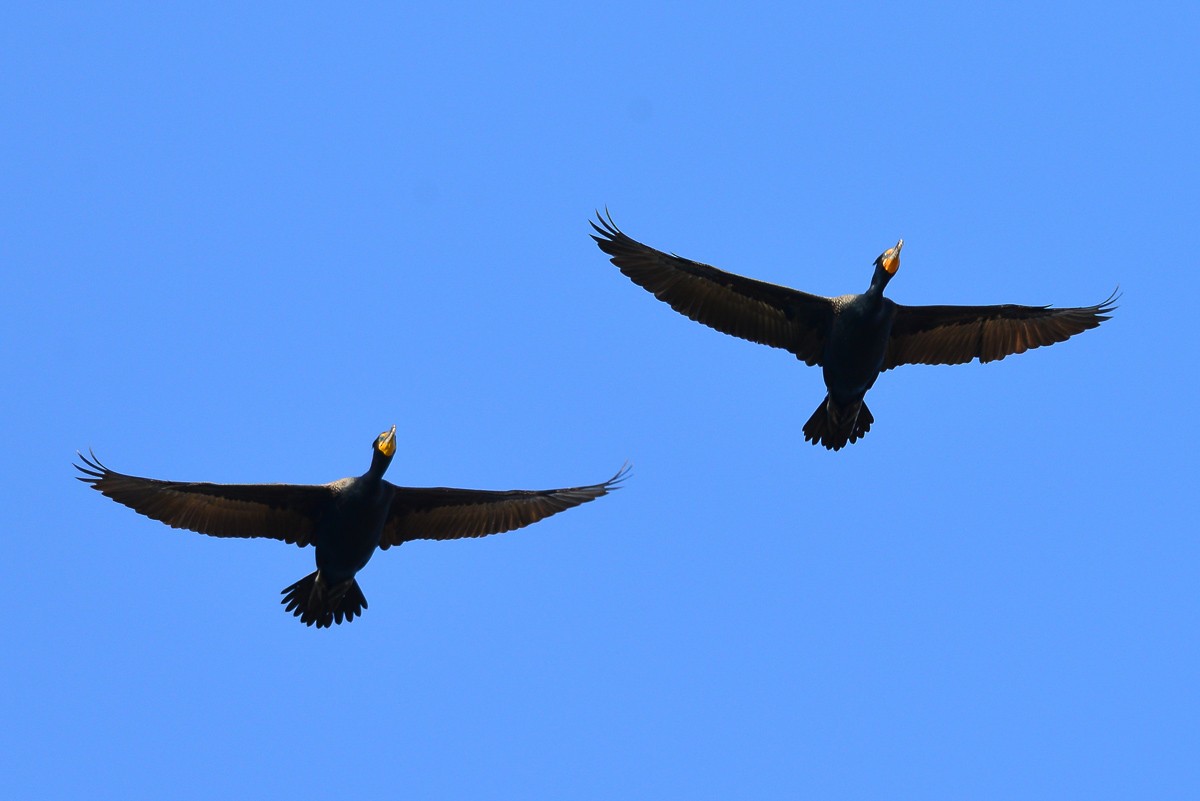 Double-crested Cormorant - George Chiu