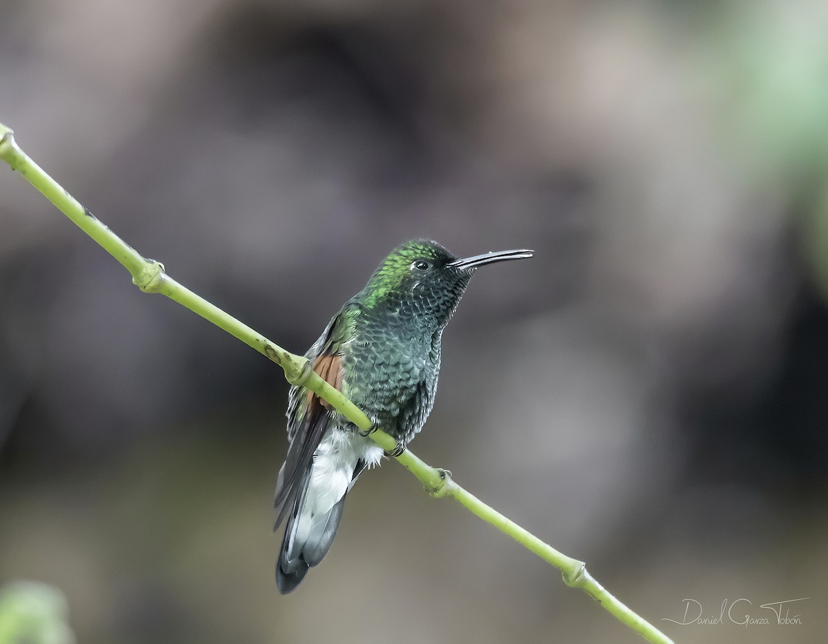 White-tailed Hummingbird - Daniel  Garza Tobón