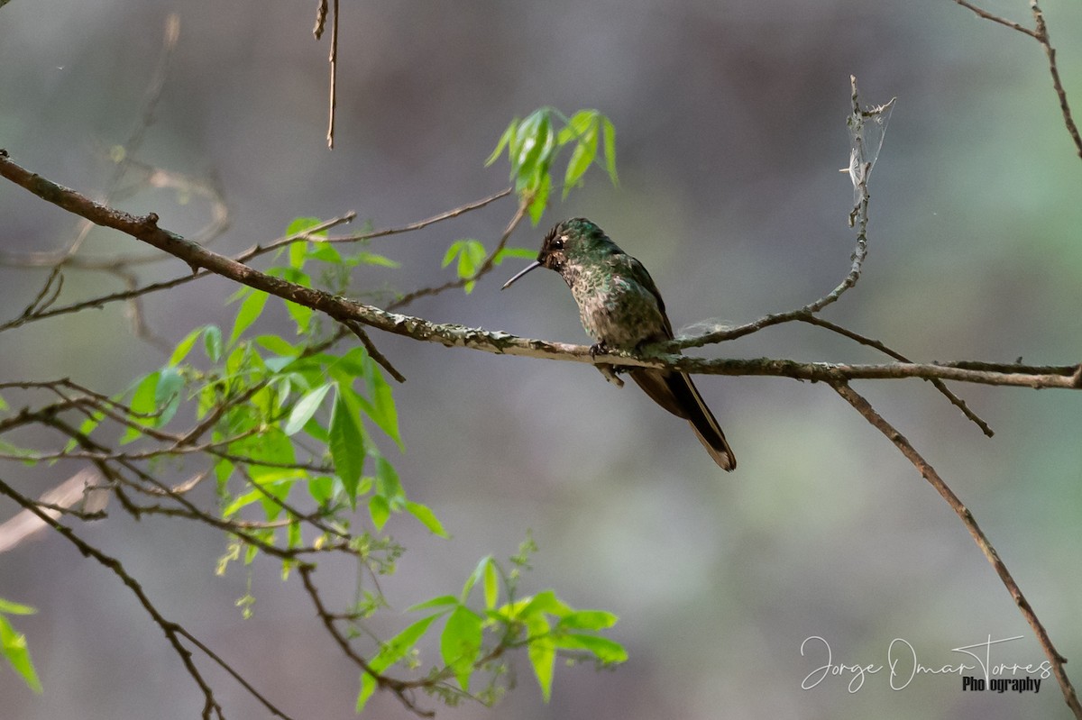 Red-tailed Comet - ML270599351