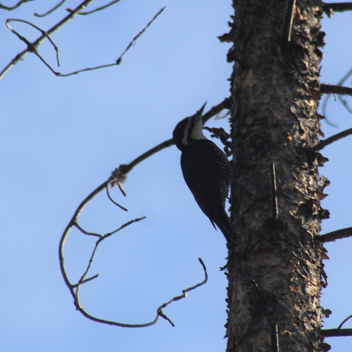 Black-backed Woodpecker - ML270600051