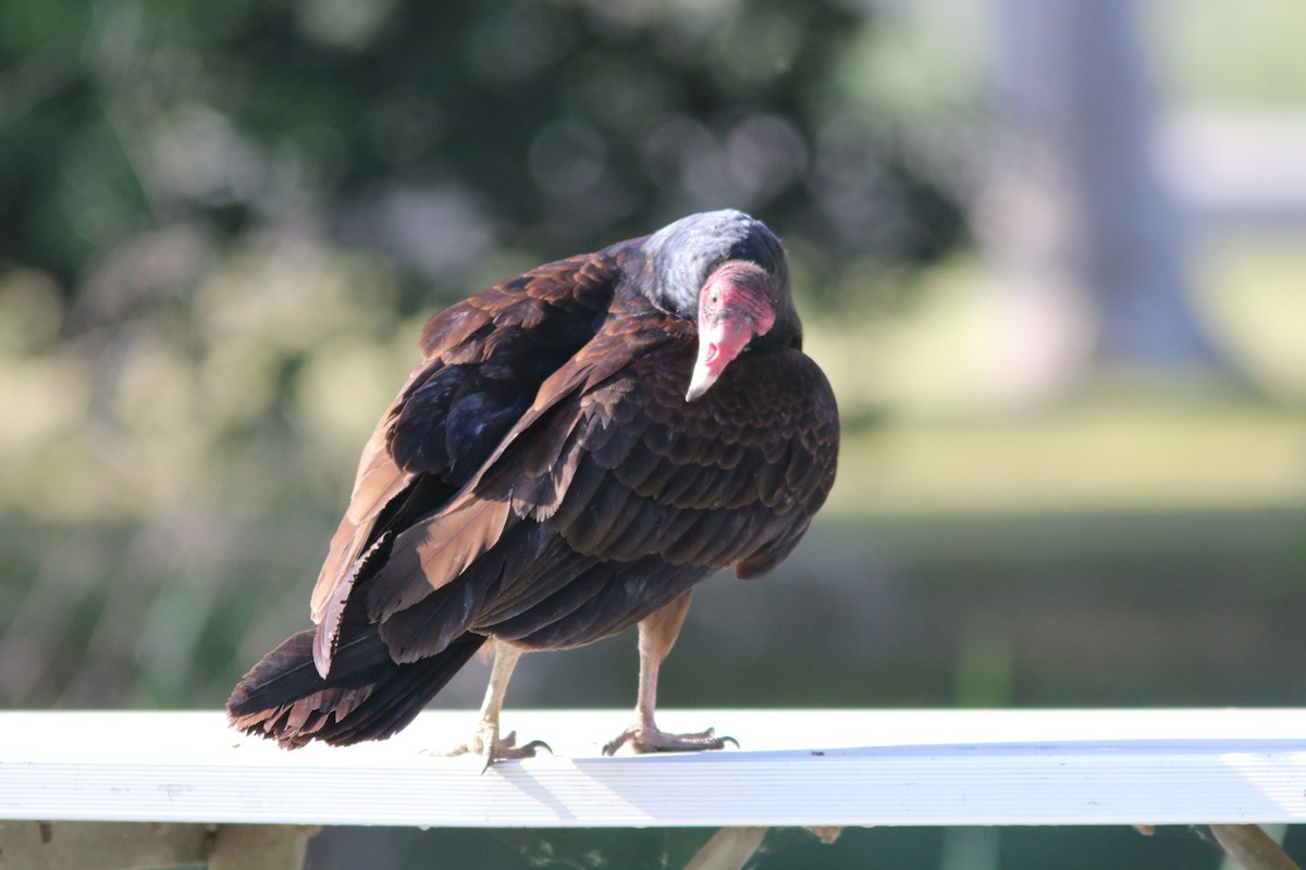 Turkey Vulture - Gordon Black