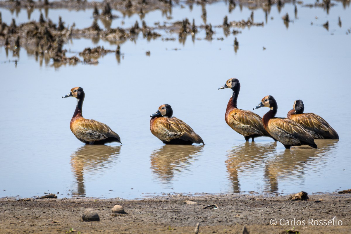 White-faced Whistling-Duck - Carlos Rossello