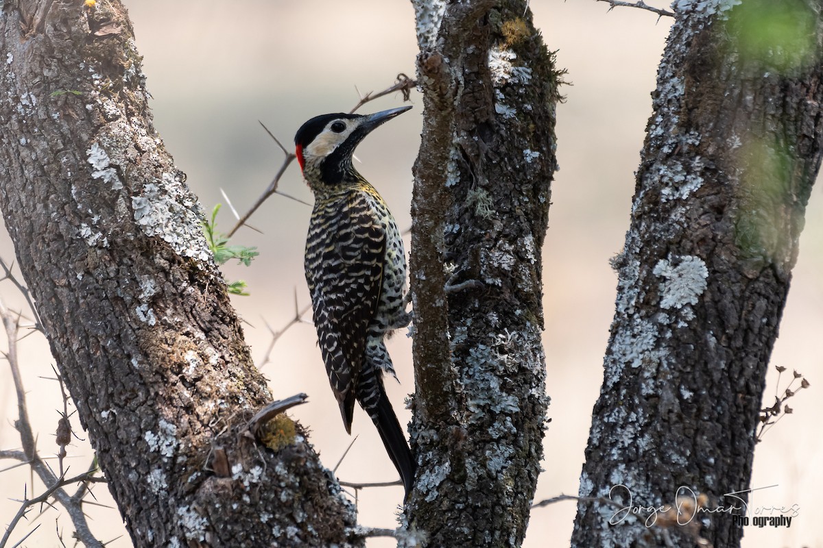 Green-barred Woodpecker - Jorge Omar Torres