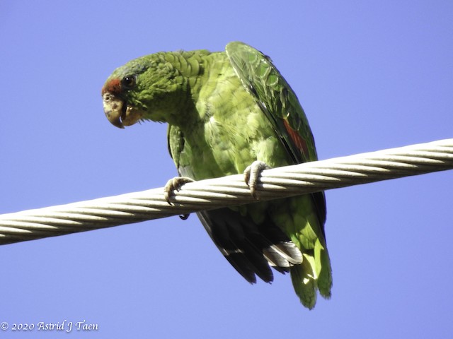 Juvenile Red-crowned Parrot. - Red-crowned Parrot - 