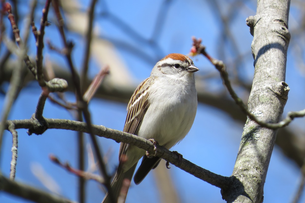 Chipping Sparrow - Alan Green