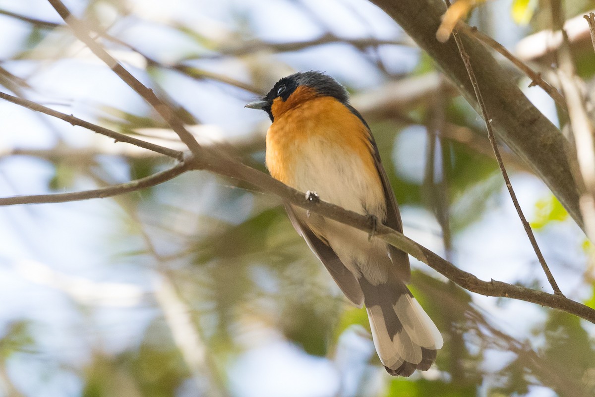Spectacled Monarch - ML270613921