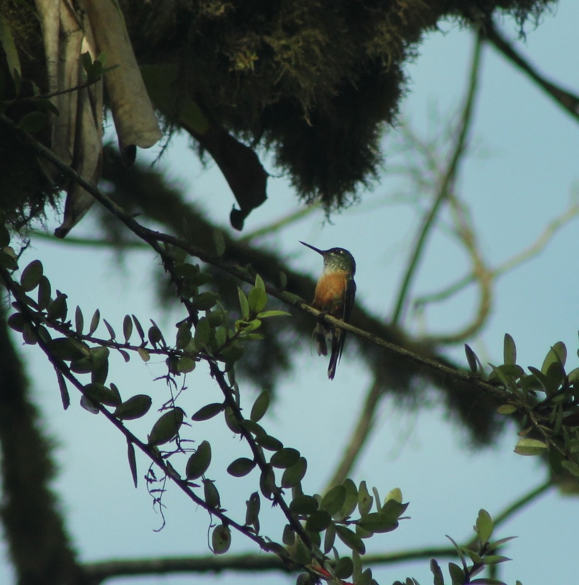 Amazilia Hummingbird - Ibeth Alarcón