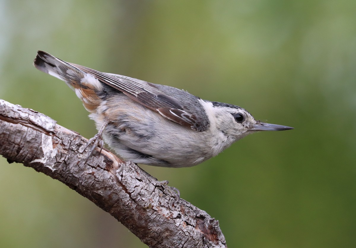 White-breasted Nuthatch - Steve Tucker