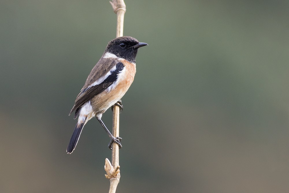 African Stonechat (Madagascar) - Zak Pohlen