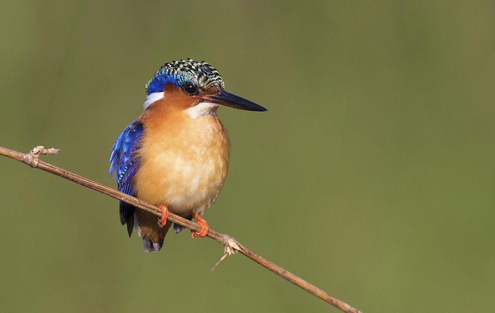 Malagasy Kingfisher - Zak Pohlen