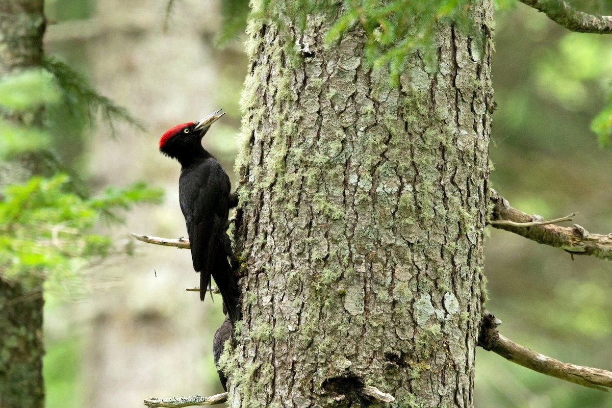 Black Woodpecker - David Irving