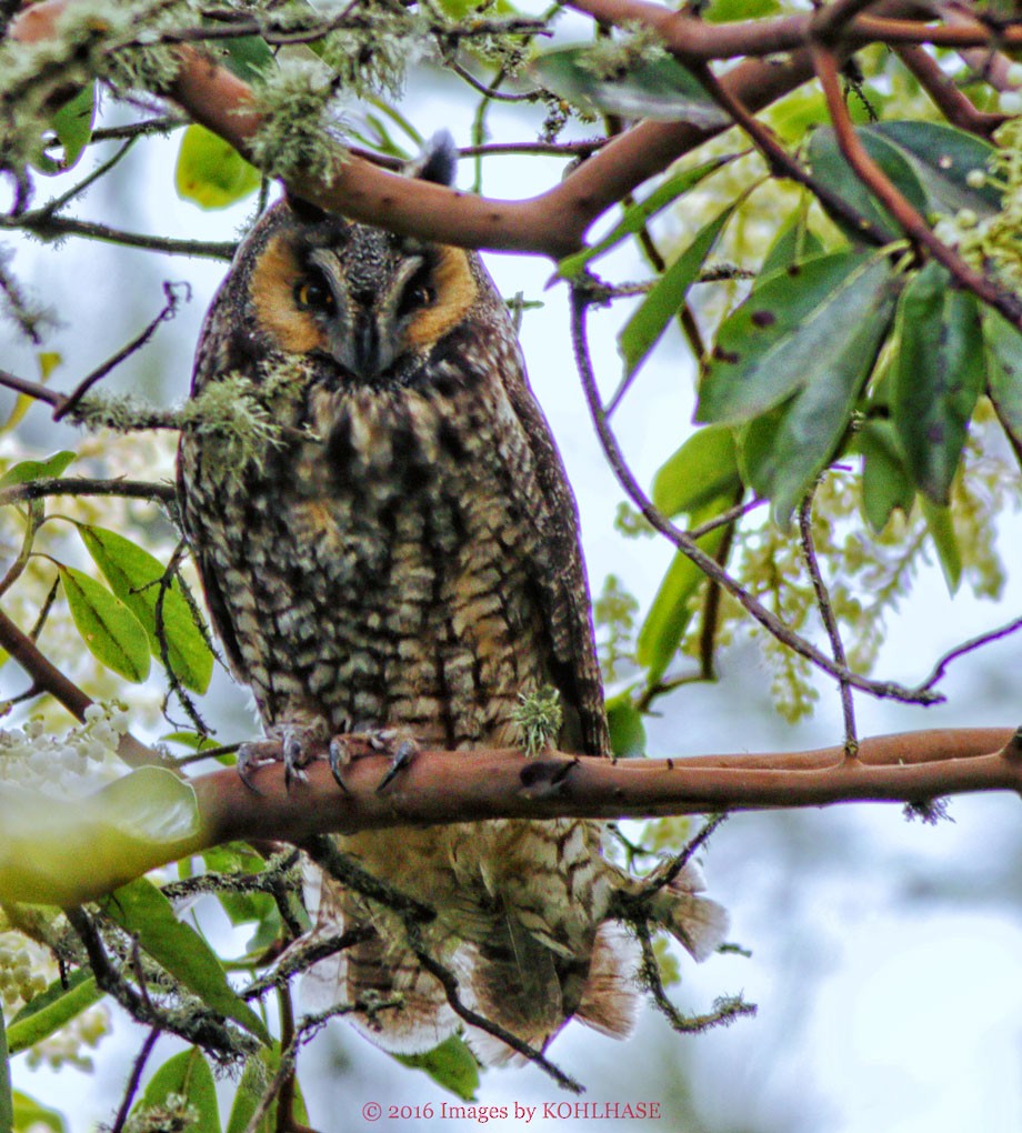 Long-eared Owl (American) - David Hill
