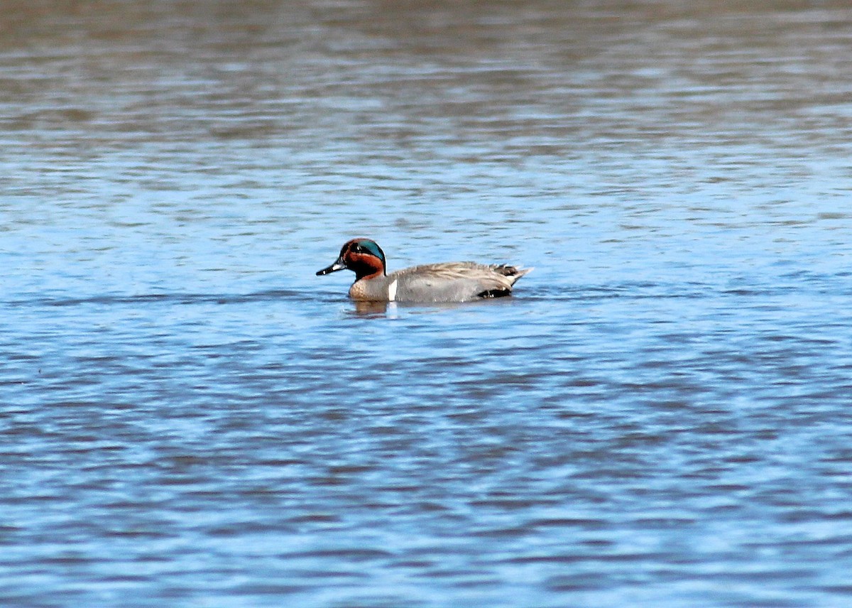 Green-winged Teal - ML27062271
