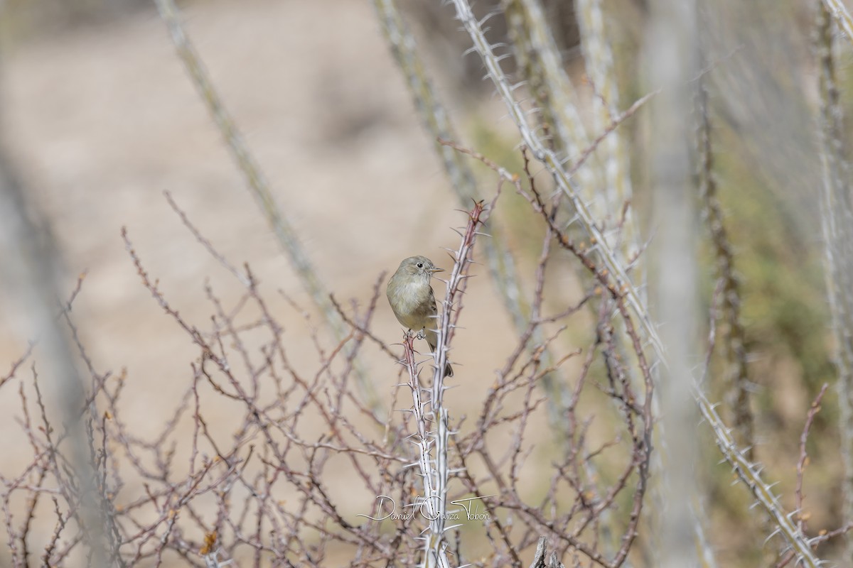 Gray Flycatcher - ML270625881