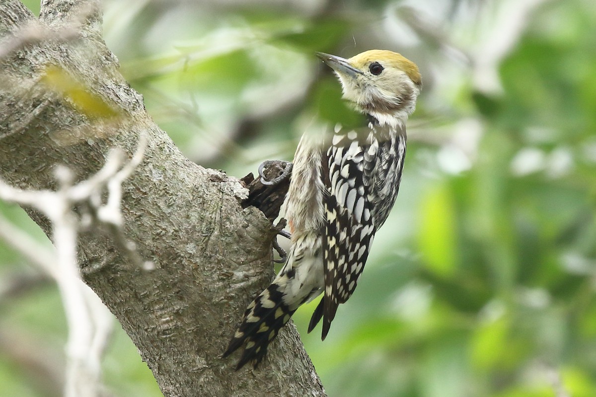 Yellow-crowned Woodpecker - Rahul  Singh