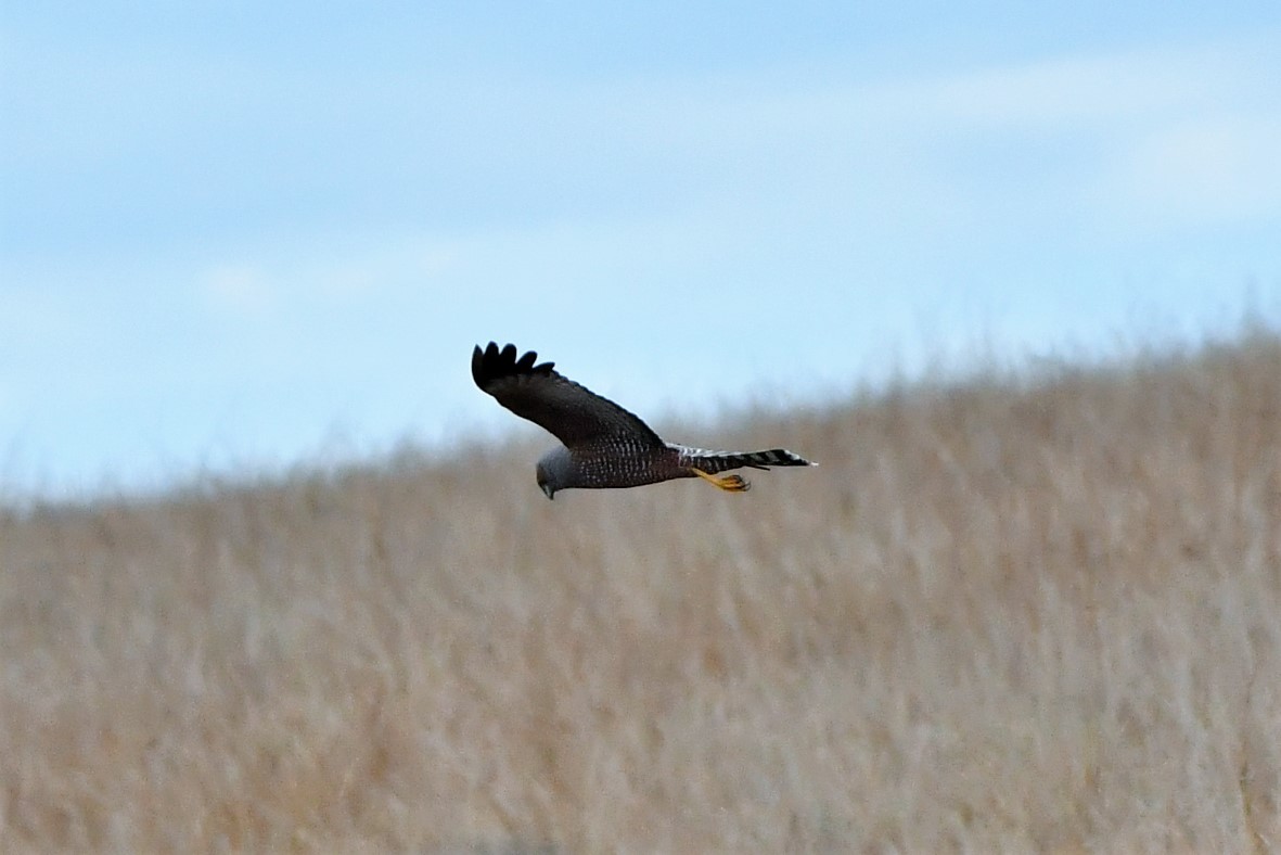 Spotted Harrier - ML270628271