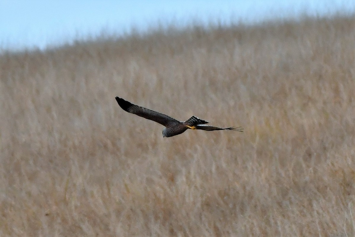 Spotted Harrier - ML270628281