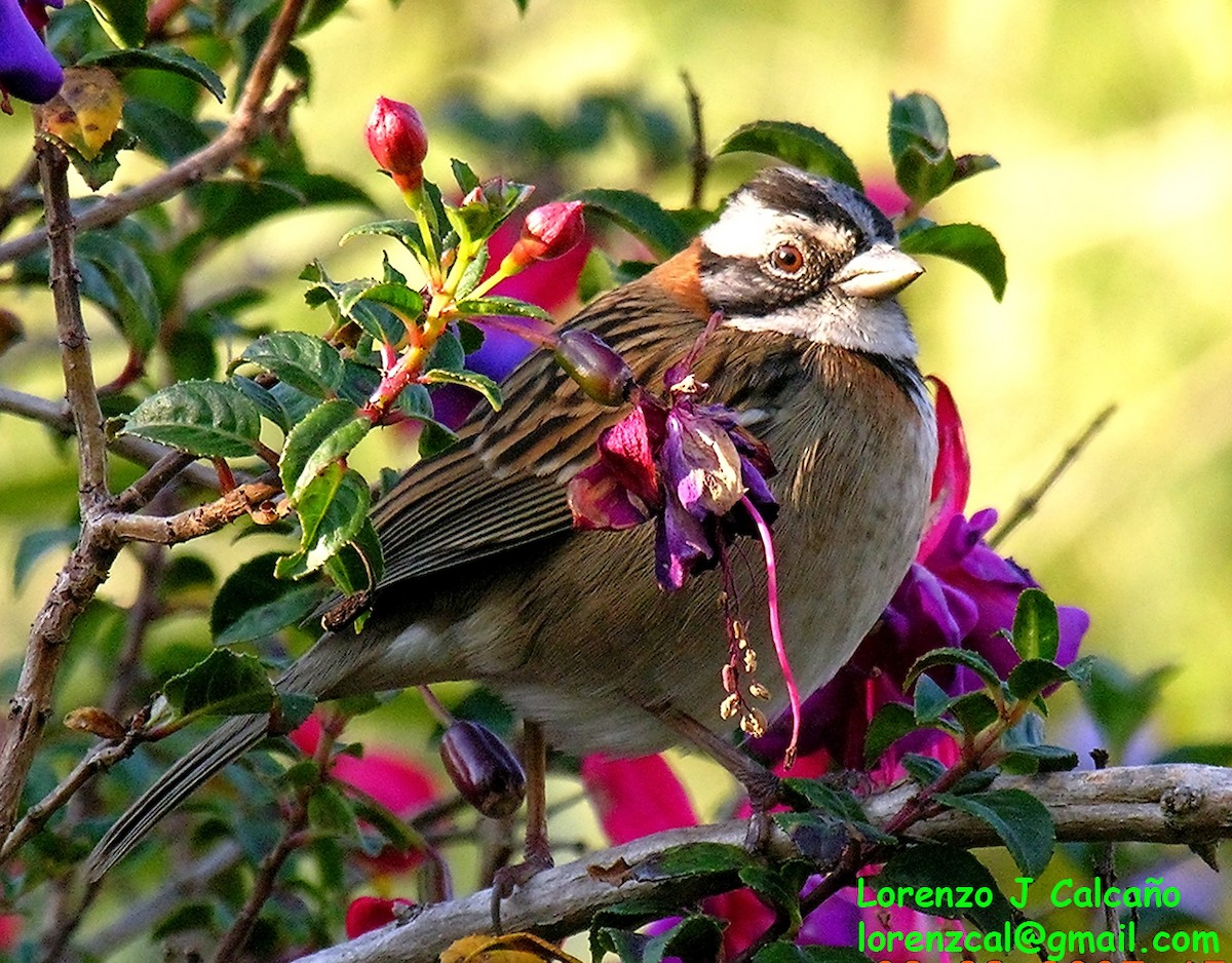 Rufous-collared Sparrow - ML270639671