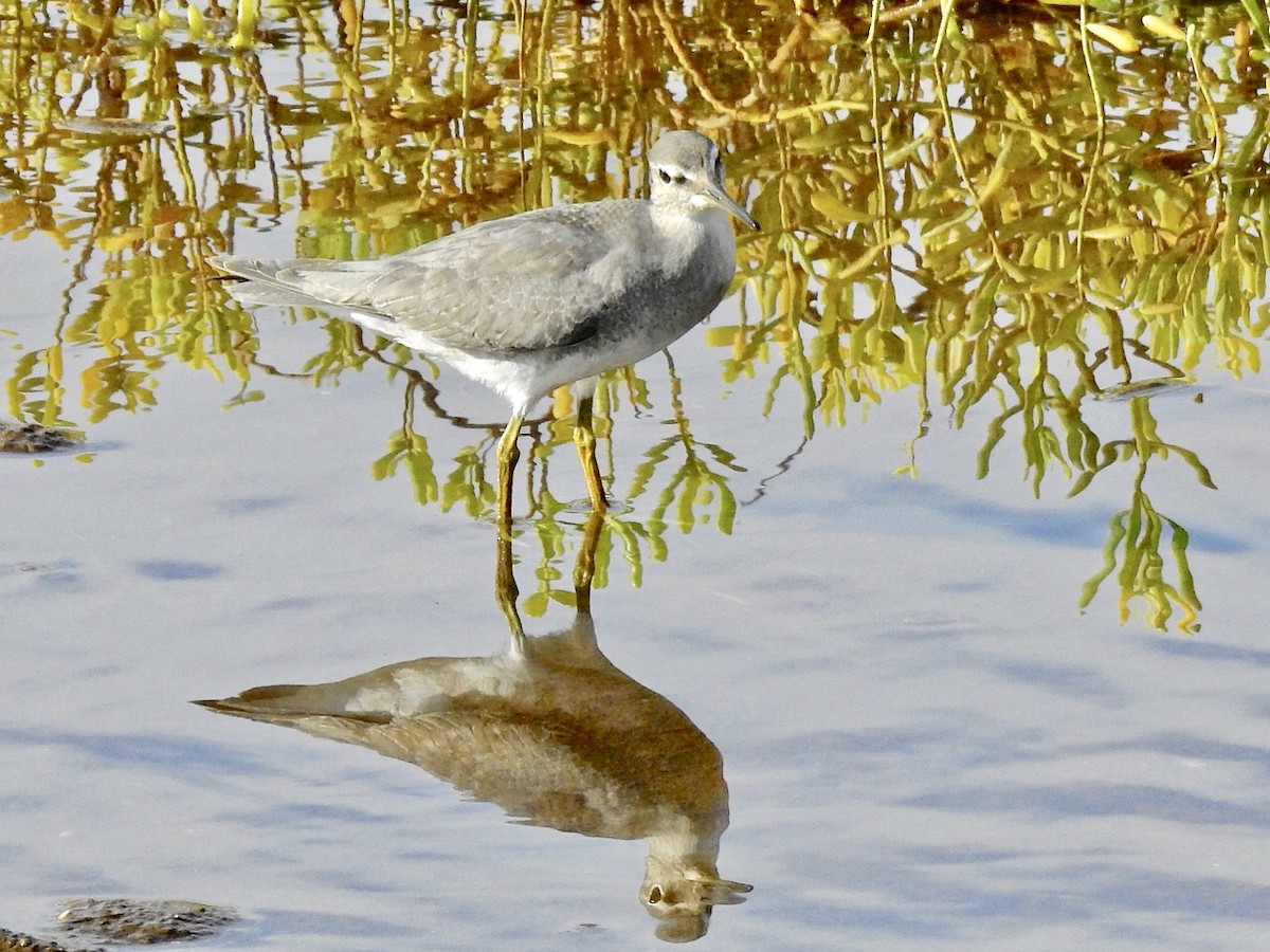 Gray-tailed Tattler - Michael Young