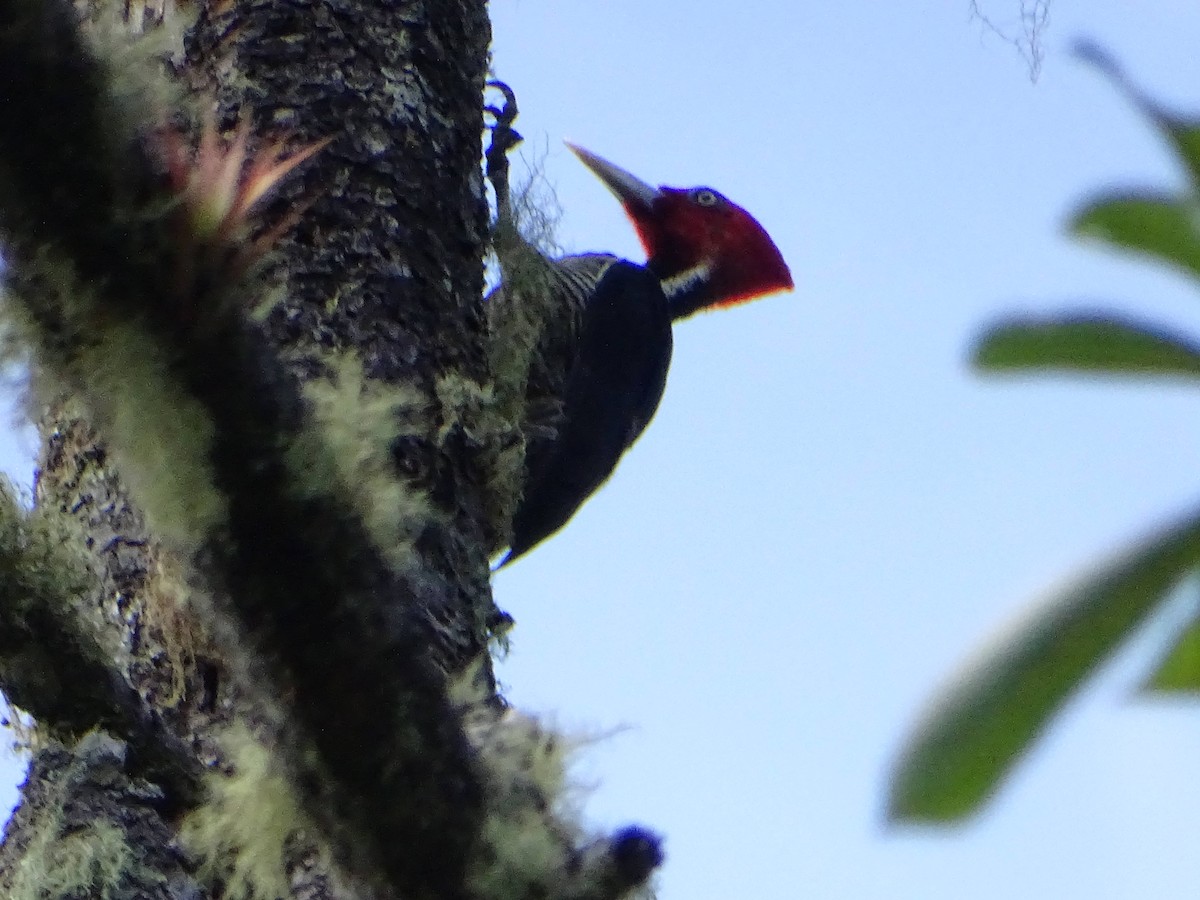 Pale-billed Woodpecker - Angel Fong (Go Bird Honduras)